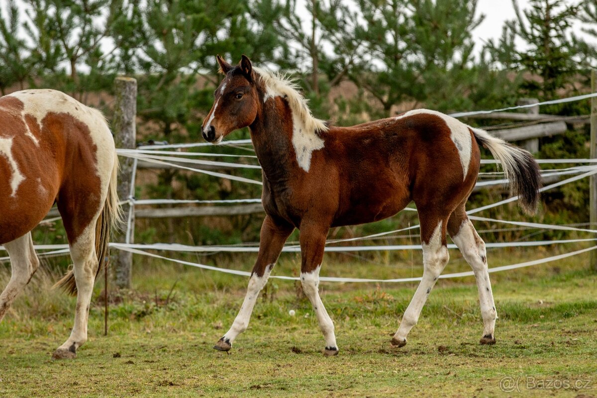 Letošní paint horse klisnička - 6