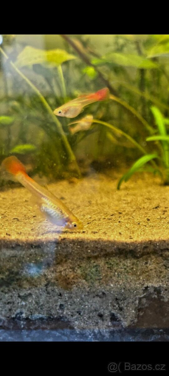 Paví očka,krevetky - 6