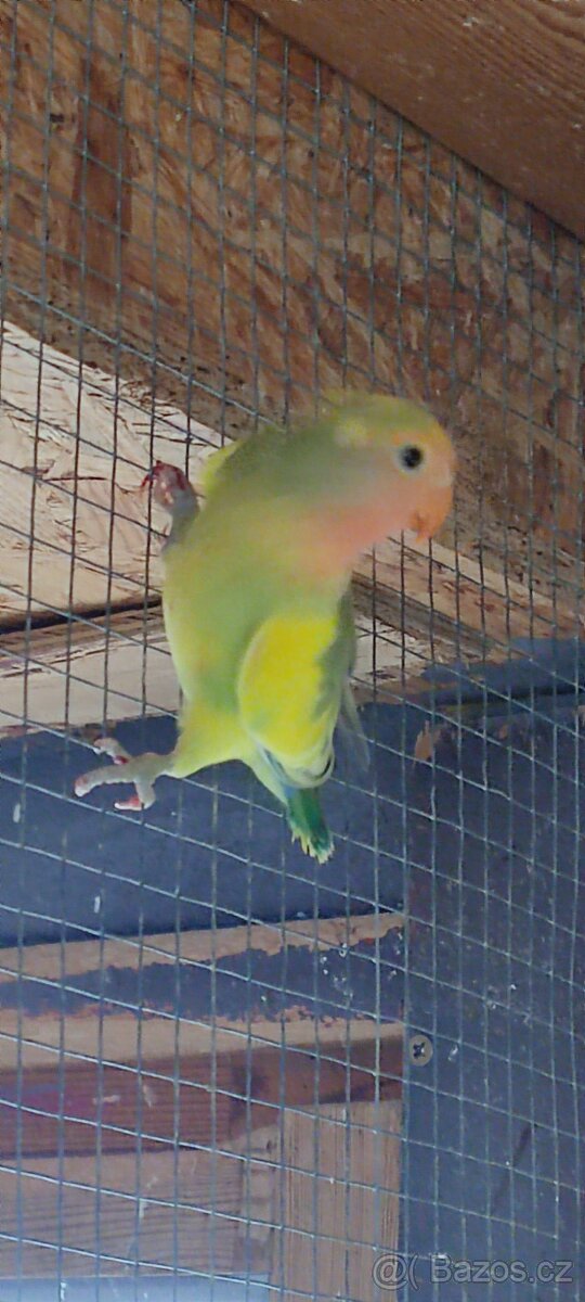Agapornis růžohrdlý - 6