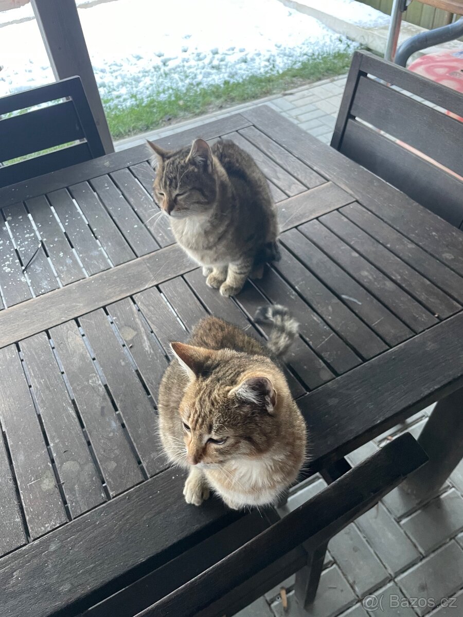 Daruji 2 kocourky - 6