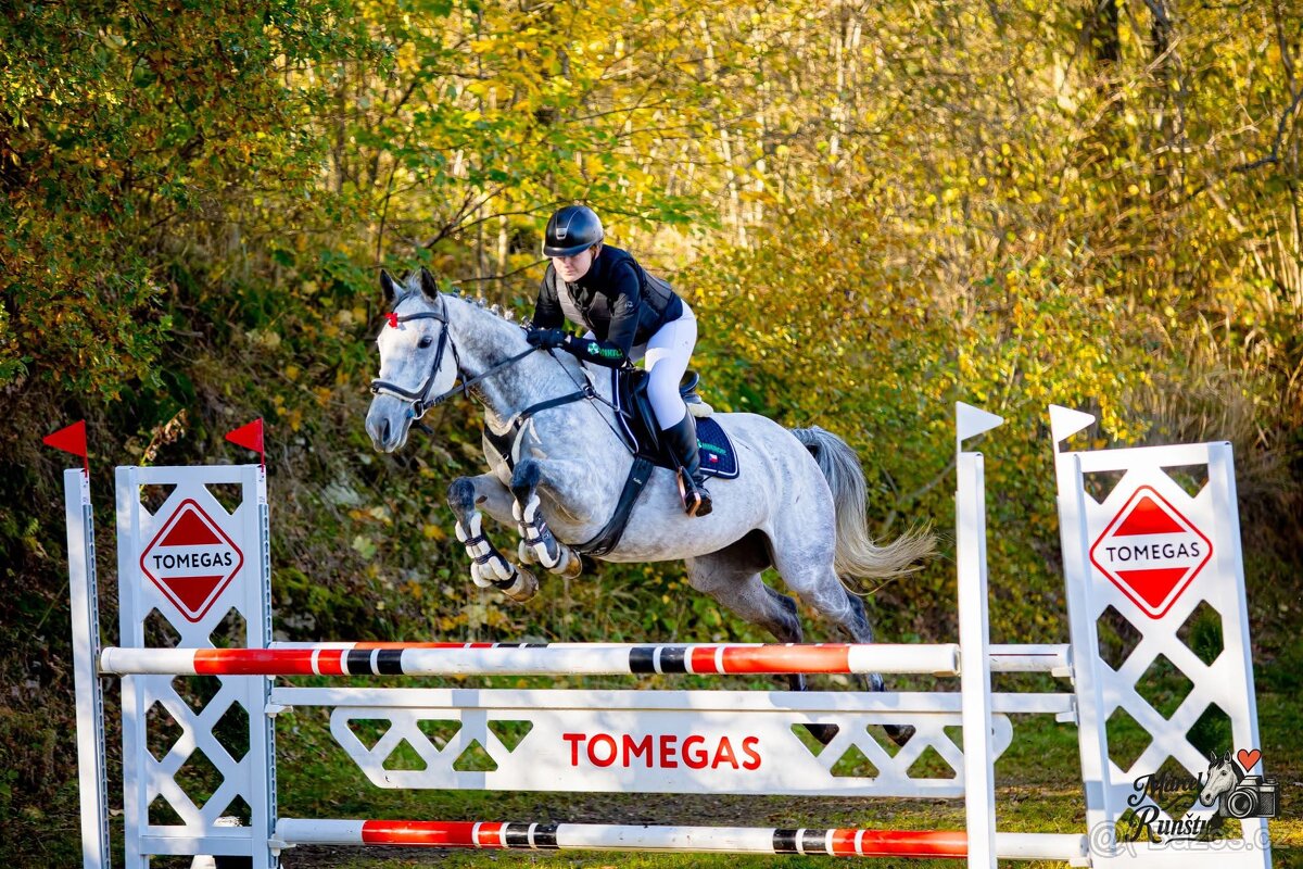 8 letá klisna do sportu - 6