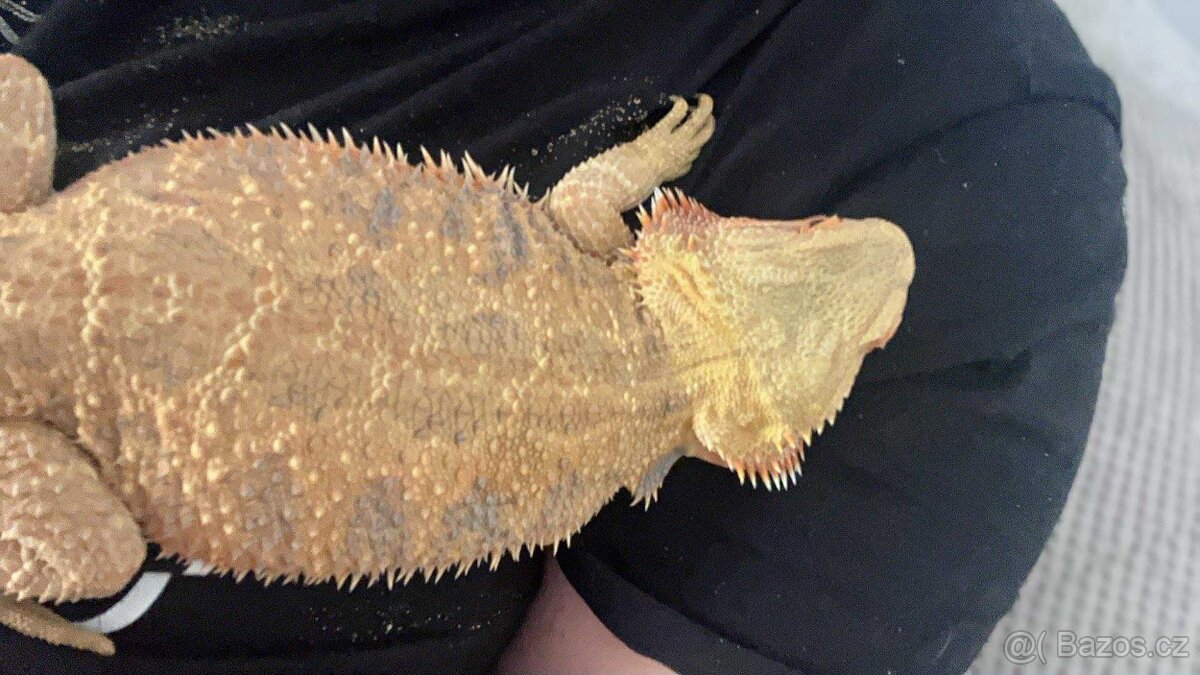 Prodám Agamu a chameleona - 6