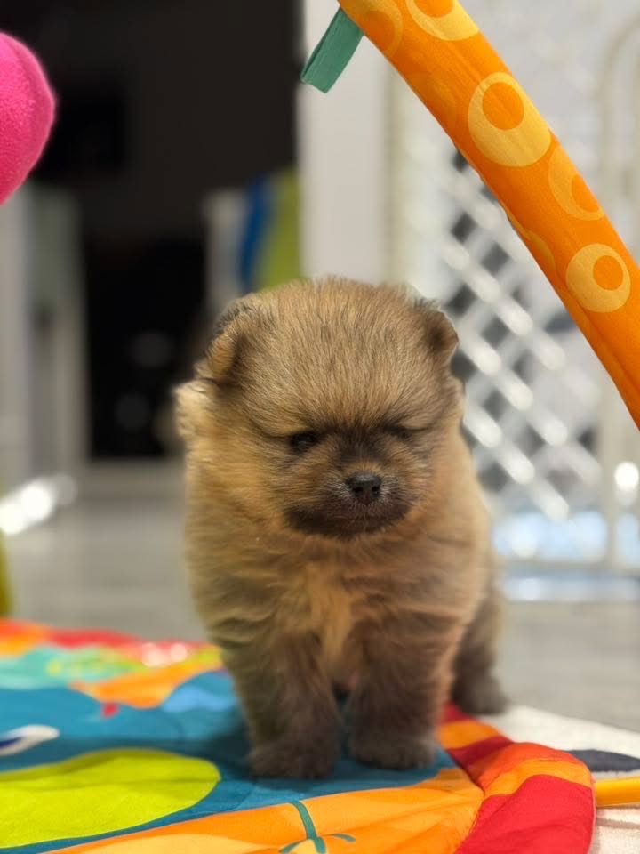 Pomeranian s PP FCI - 6