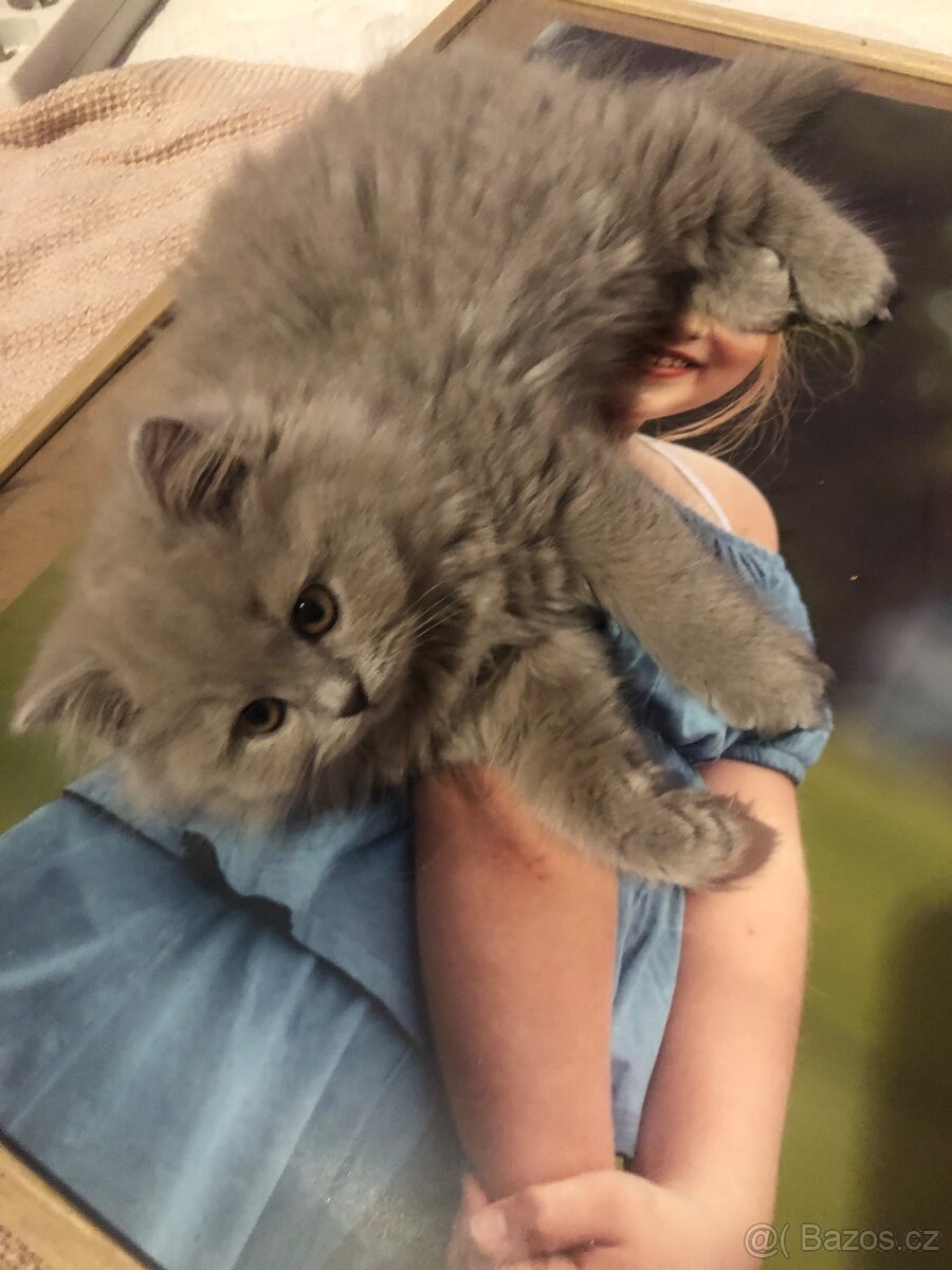 Britská koťata lila – bez PP - 6