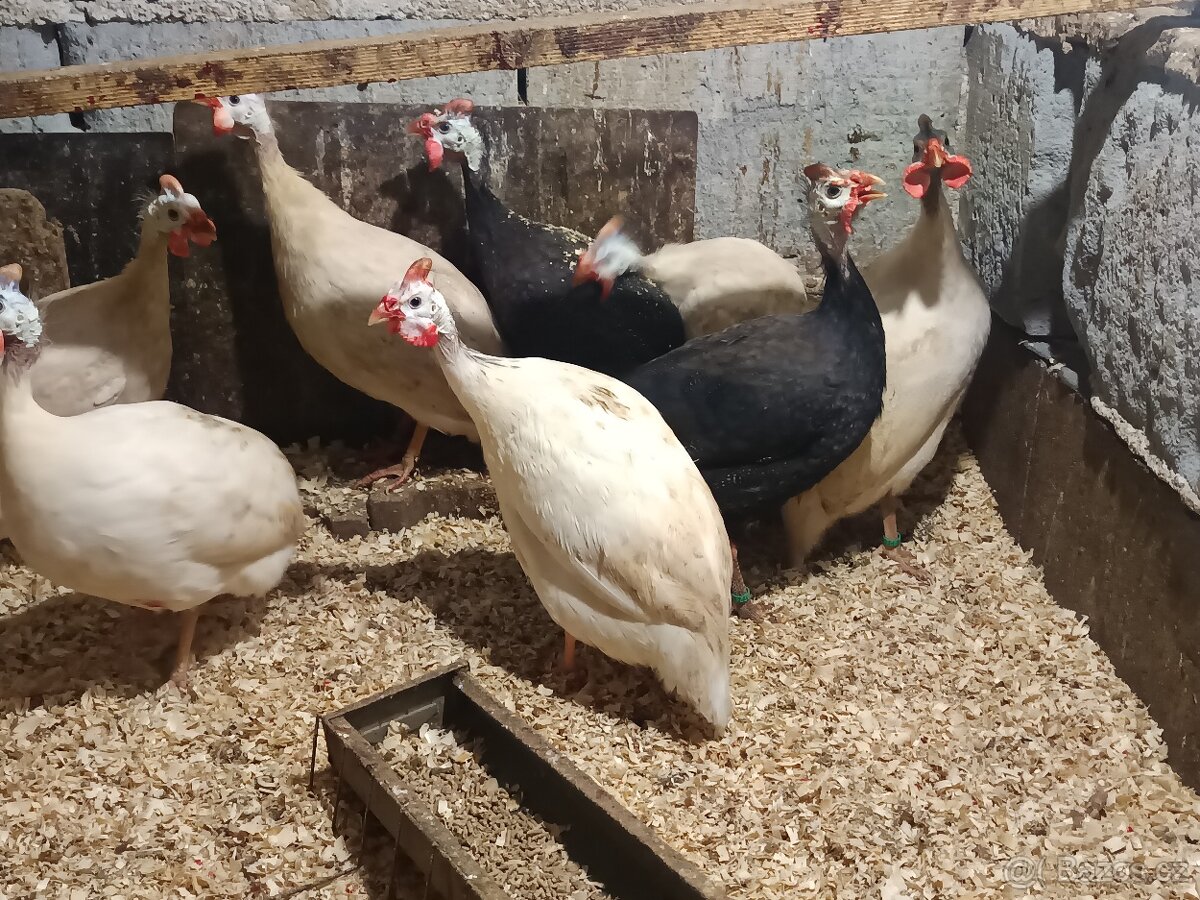 Perličky bílé a fialové - 6