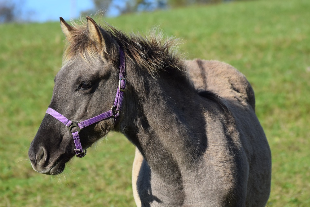 Exkluzivní Quarter horse kobylka - 6