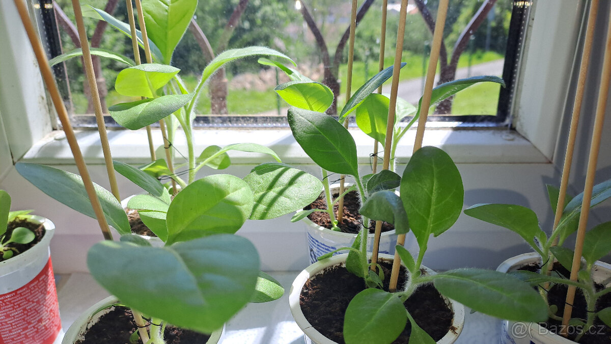 Selský tabák semínka + ostatní - 6