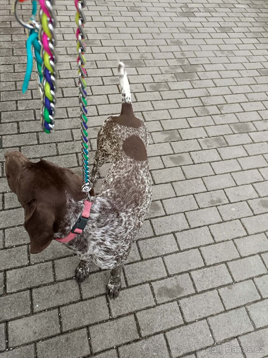 Německý ohař krátkosrstý - 6