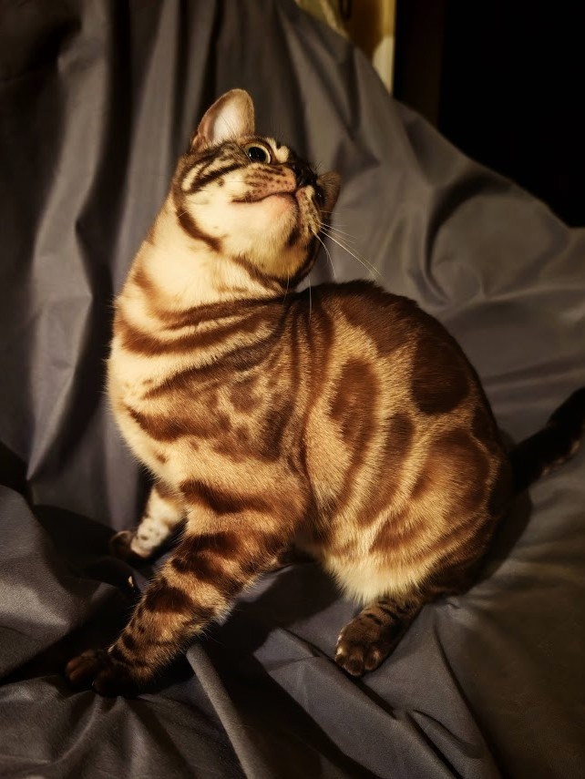 BENGÁLSKÁ KOČKA - kočička s PP - 6