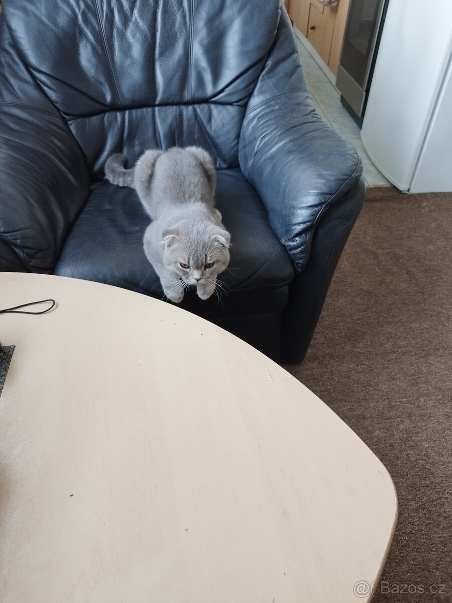 Britská koťátka činčila, bez P.P - 6