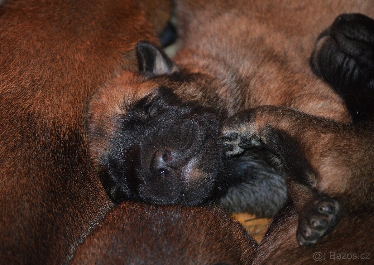 Belgický ovčák MALINOIS s PP - 6