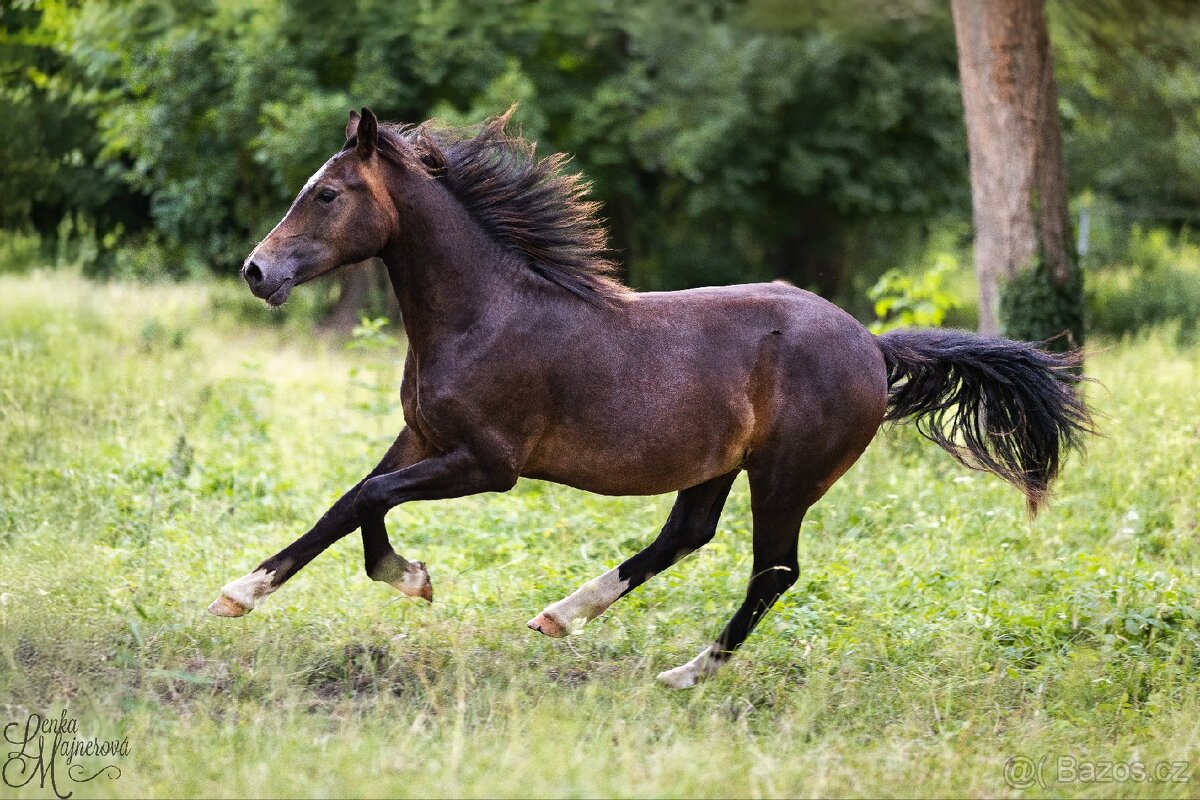 Stáj Zámek Ellischau - hřebec WPBr nar.2024 - 6