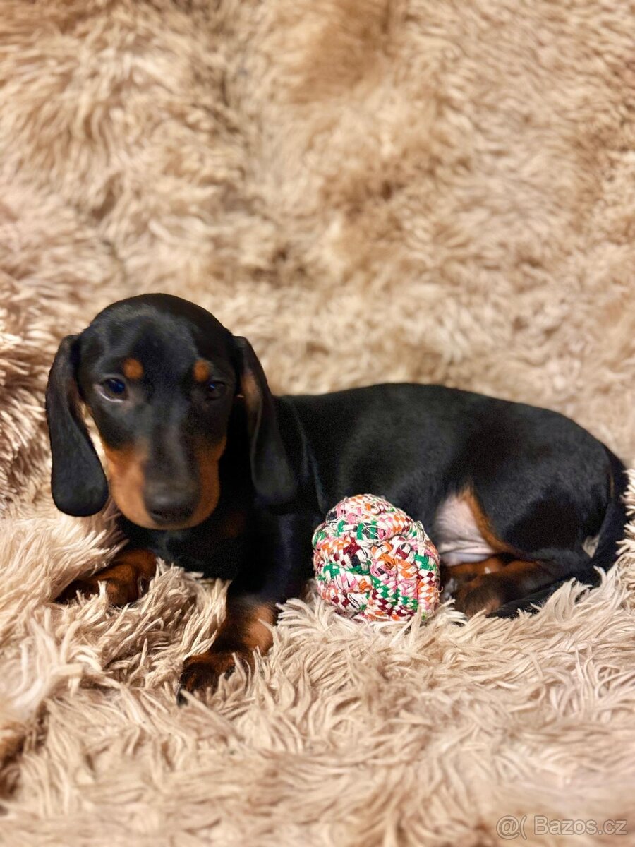 Jezevčík hladkosrstý trpasličí - 6