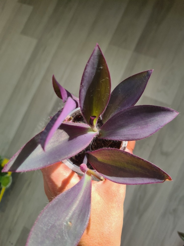 Pokojovky - redukce před zimou, všechny plně zdravé - 6