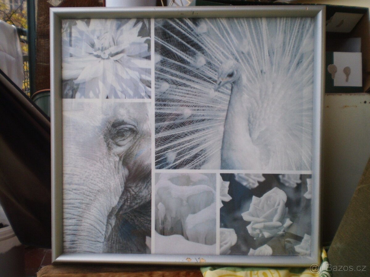 Foto-obrazy v rámech 10 ks - 6