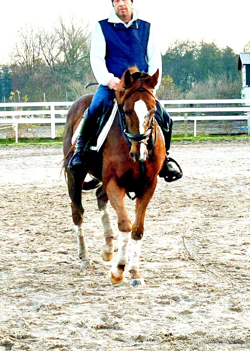 11 letý zkušený valach - 6