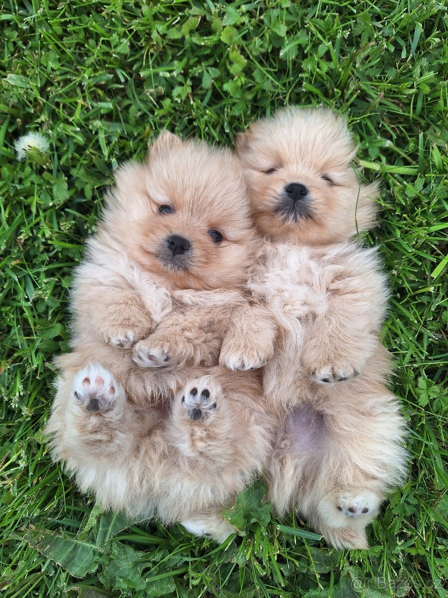 Pomeranian,pomerian špic - 6