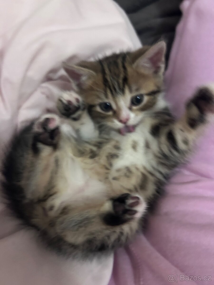 6 Rozkošných Koťátek (Máma Britka s PP x Pouliční Elegán) - 6