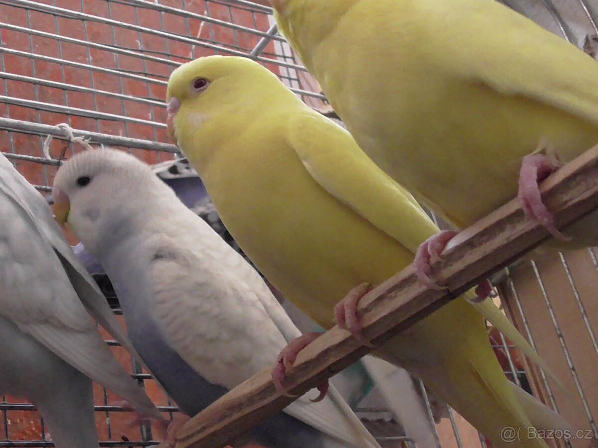 Prodám andulky různých barev - 6