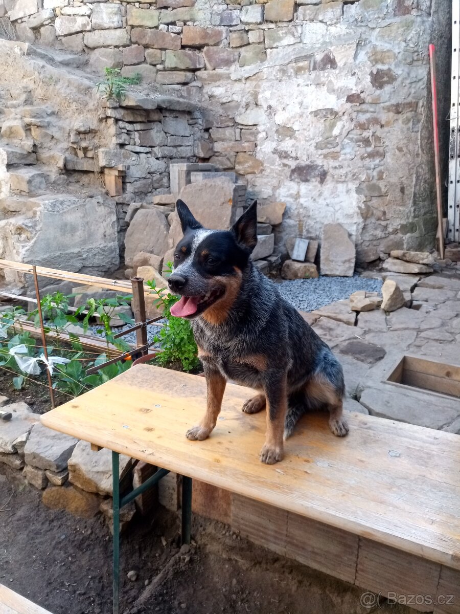 Australský honácký pes - 6