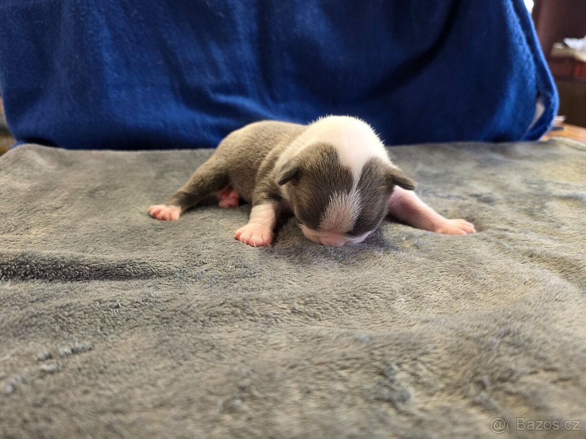 Bostonský teriér color red - 6