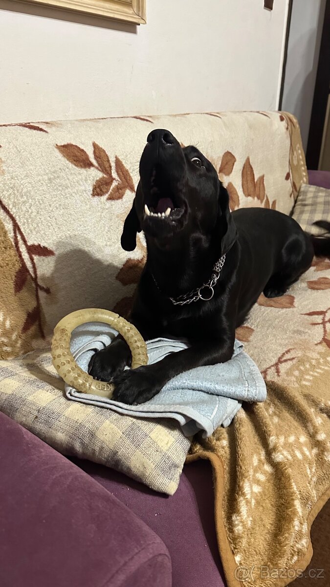 Kříženec labrador a slovenský kopov - 6