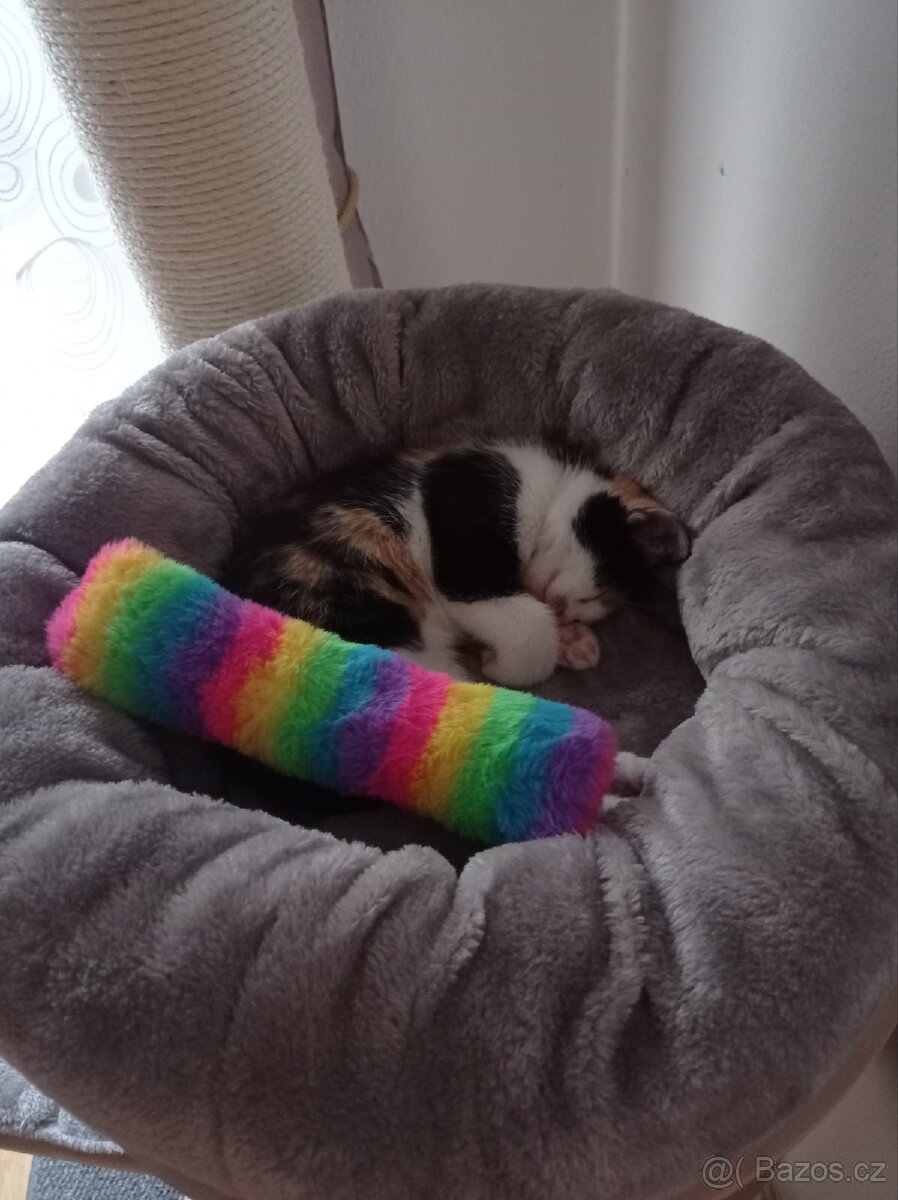 Daruji koťátko - 6