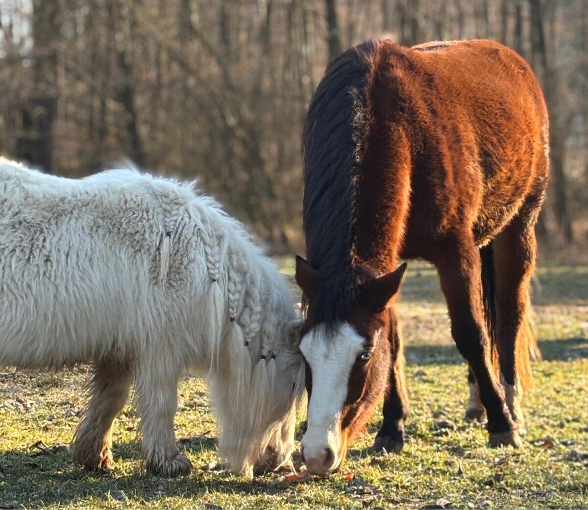 Kobylka 1,5 roku Appa x kříženec - 6