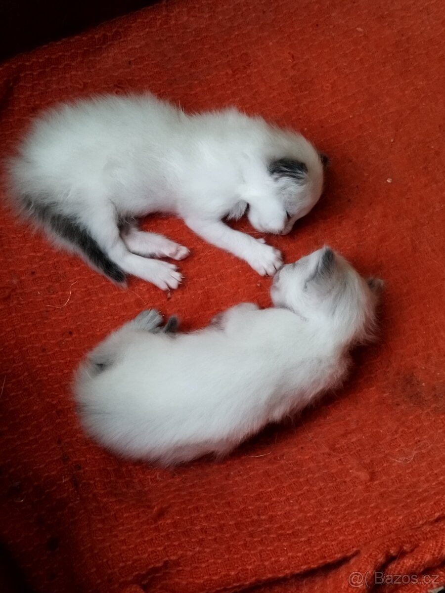 Prodej koťátek radgol - 6