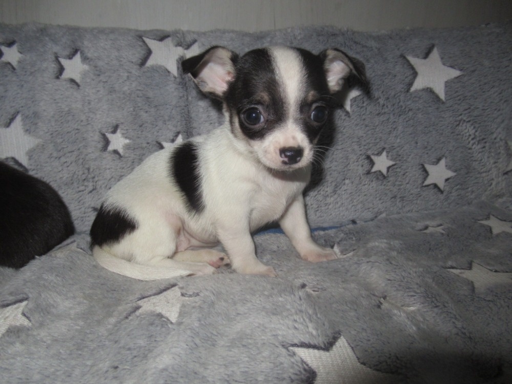 Čivava štěňátka - 6