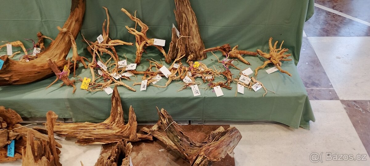 Tetra červenoústá - 6