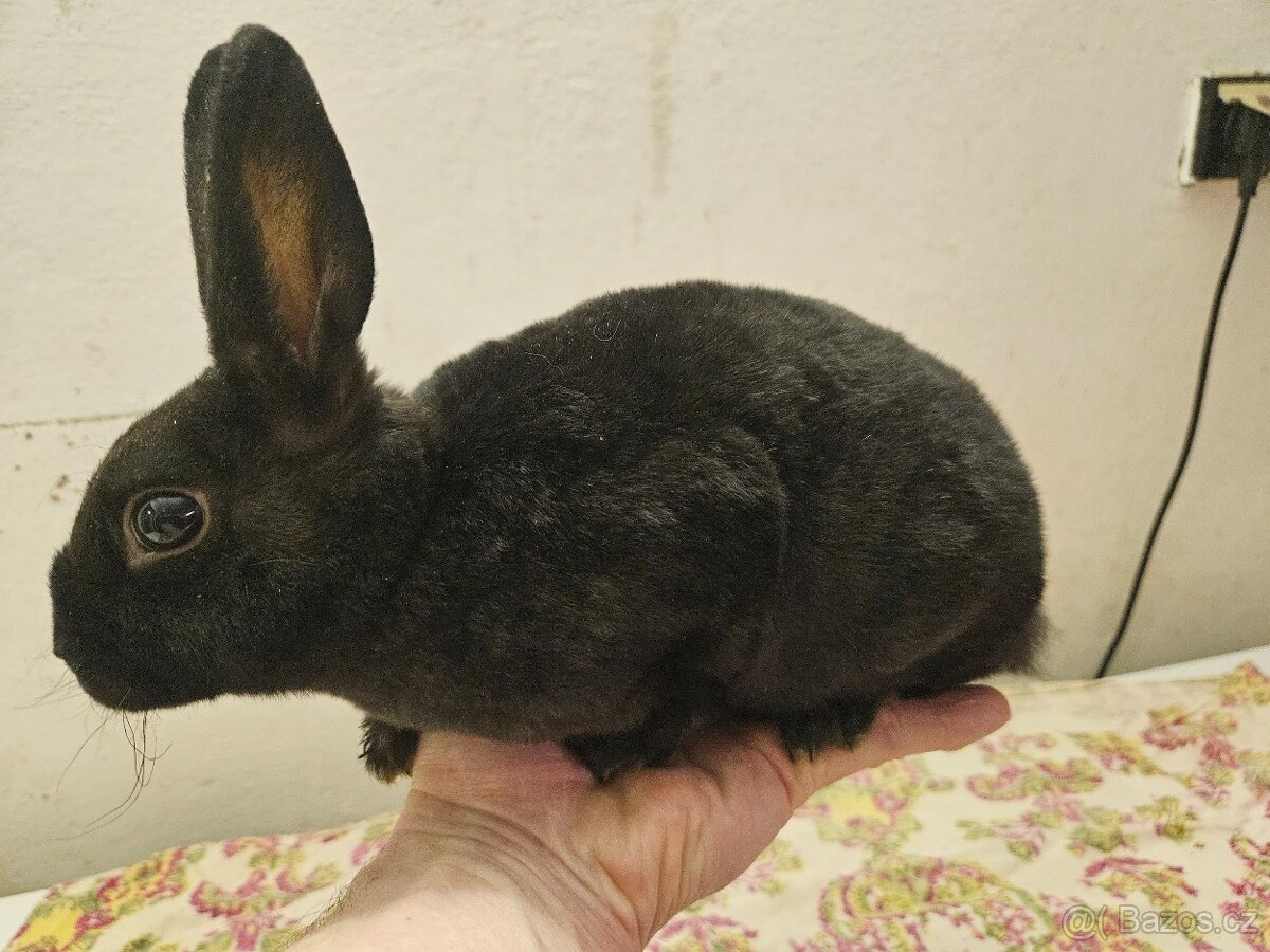 Zakrslý králíček - 6
