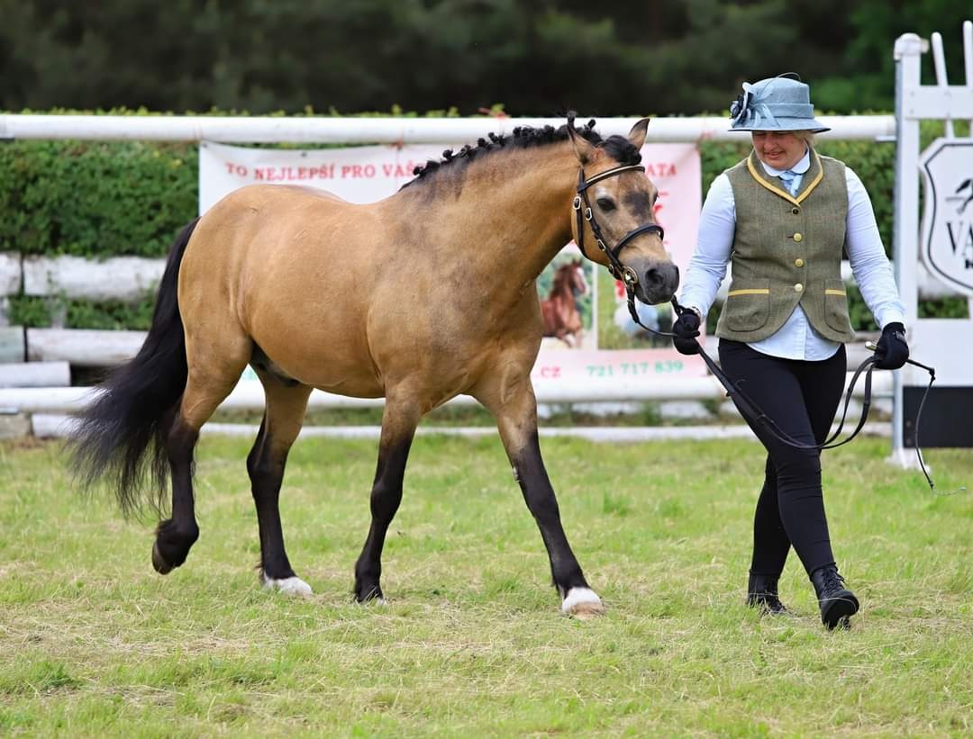 Připouštění Welsh part Bred - 6