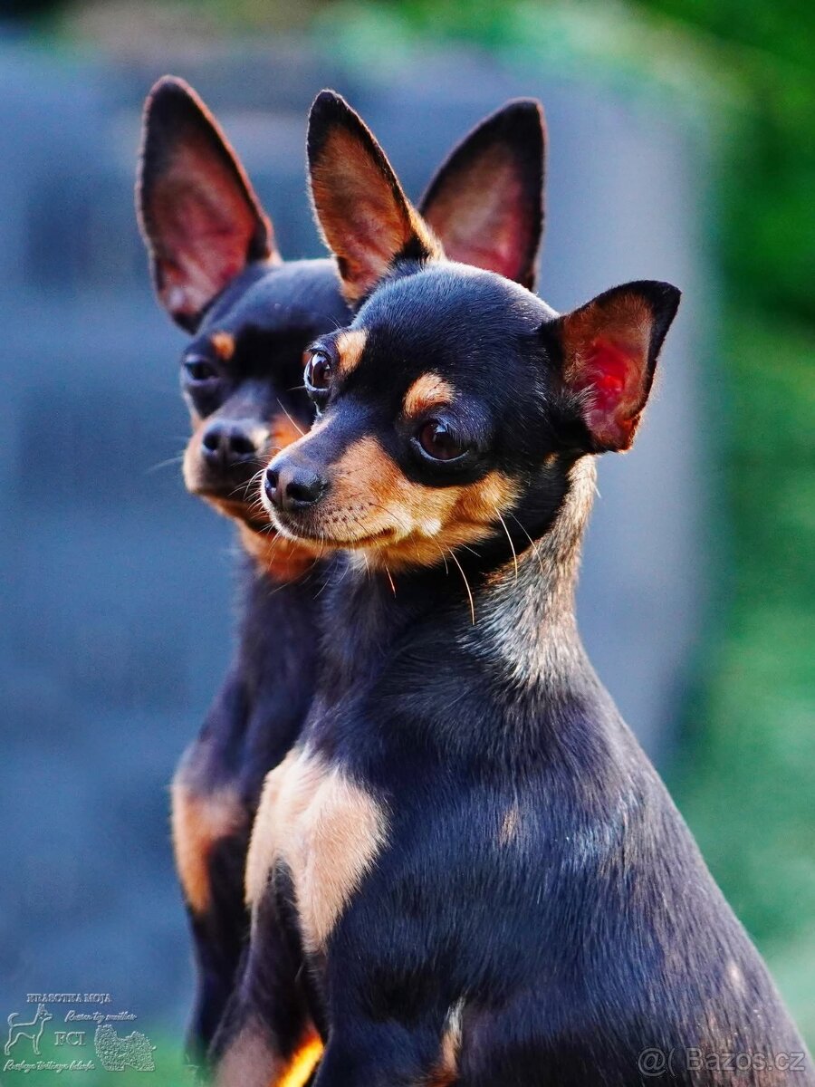 Rusky toy hladkosrsty s PP FCI - 6