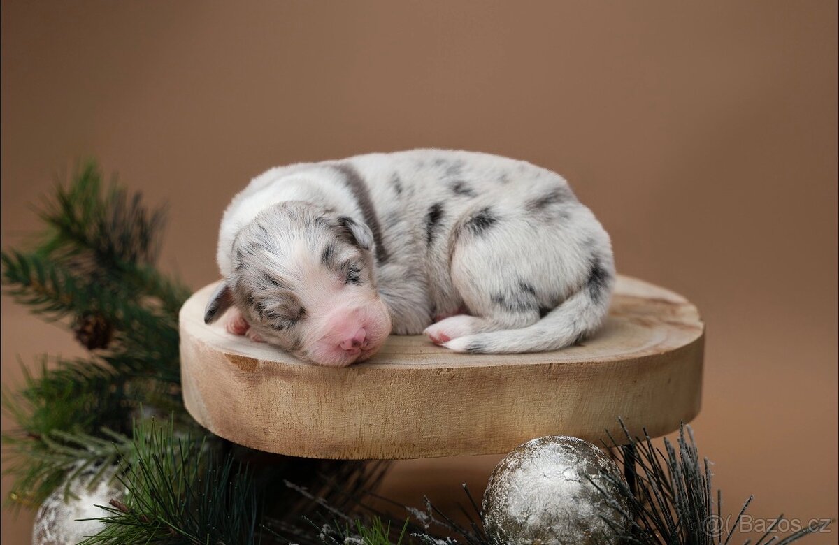 Australský ovčák s průkazem původu - 6