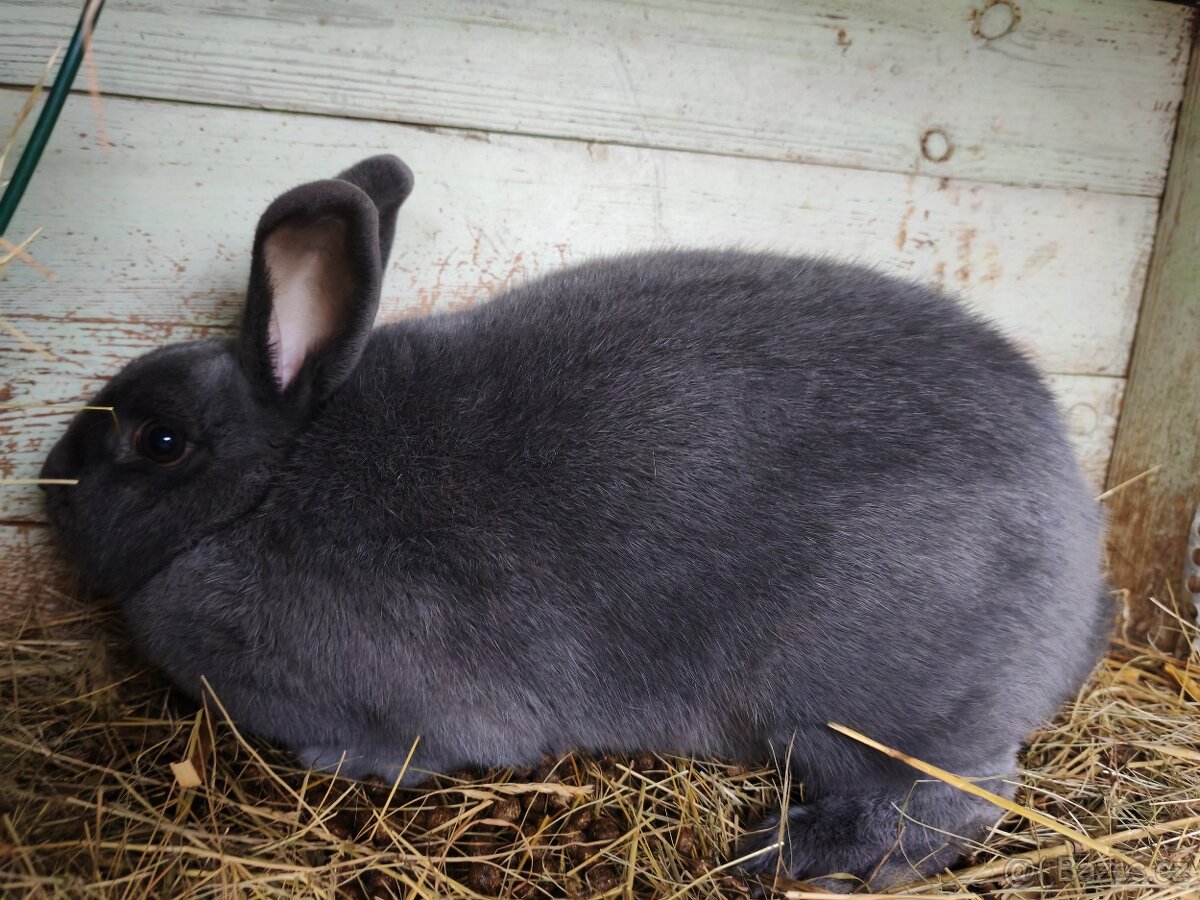 Holíčský modrý - 6