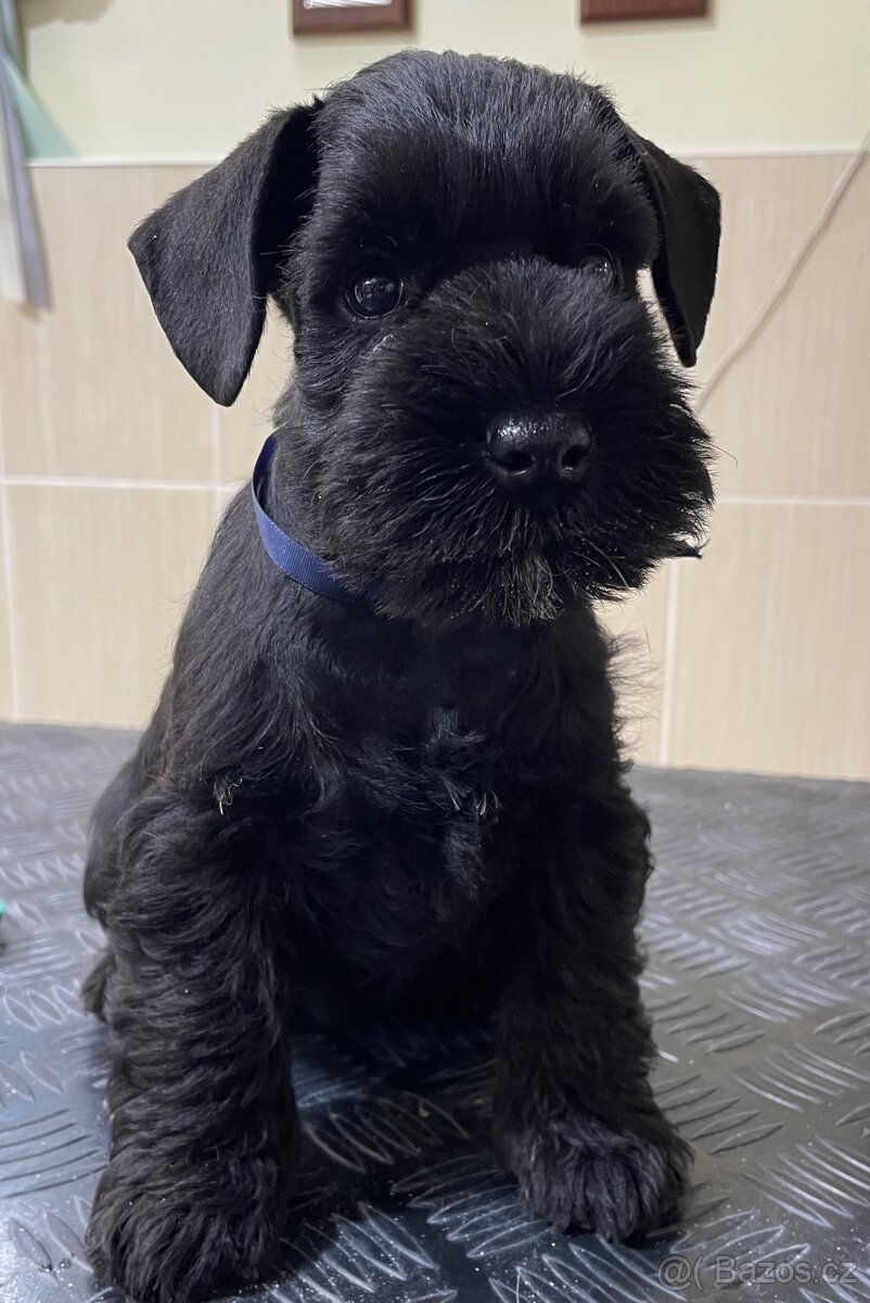 Knírač malý černý - 6