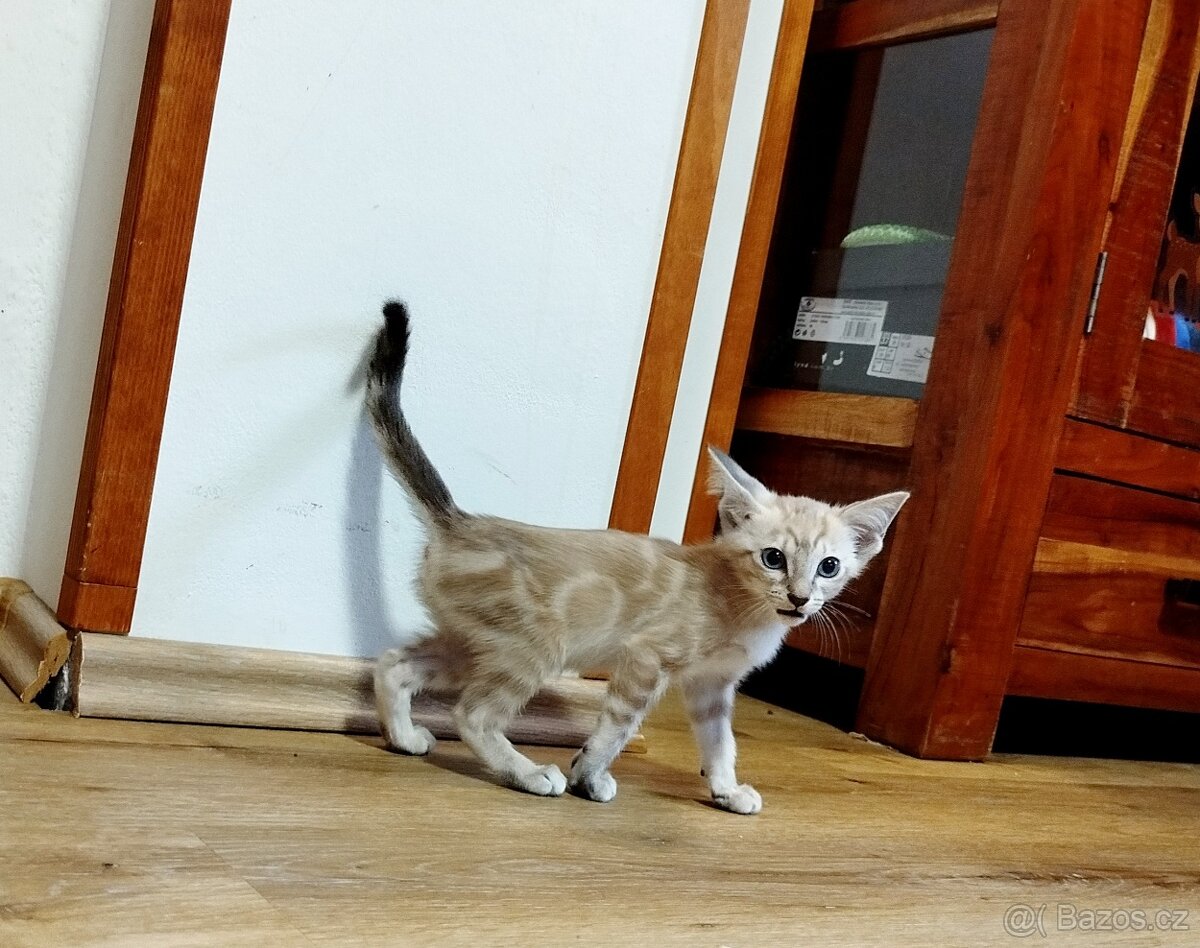 Orientální koťata - 6