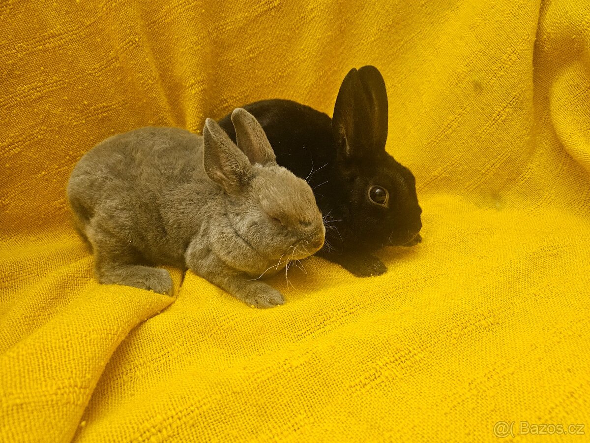 Zakrslý králíček - 6