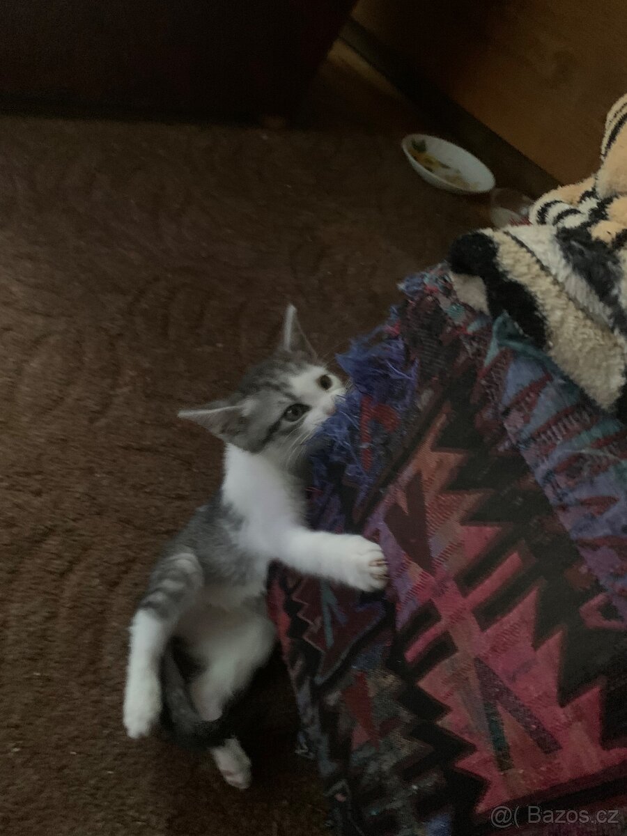 Kotě zdarma - 6
