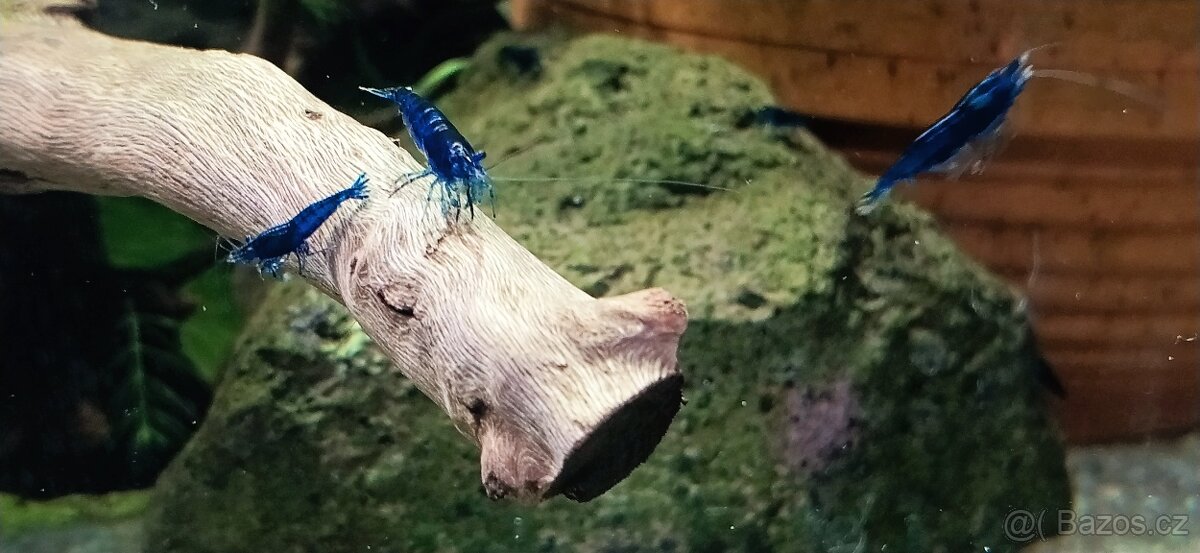 Krevetky Neocaridina a Caridina - 6