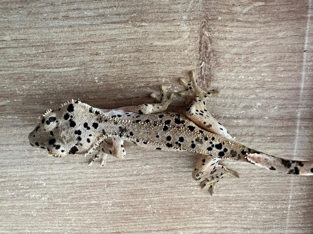 Pagekon řasnatý- Correlophus ciliatus - 6