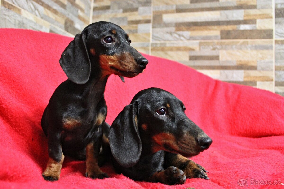 Jezevčík trpasličí - králičí - 6