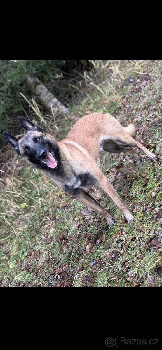 Belgický ovčák malinois - 6