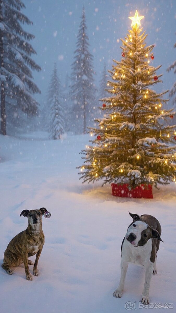 Americký stafordširský teriér - 6