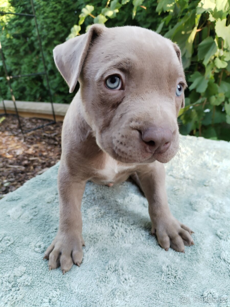 American Bully XL s PP - 6