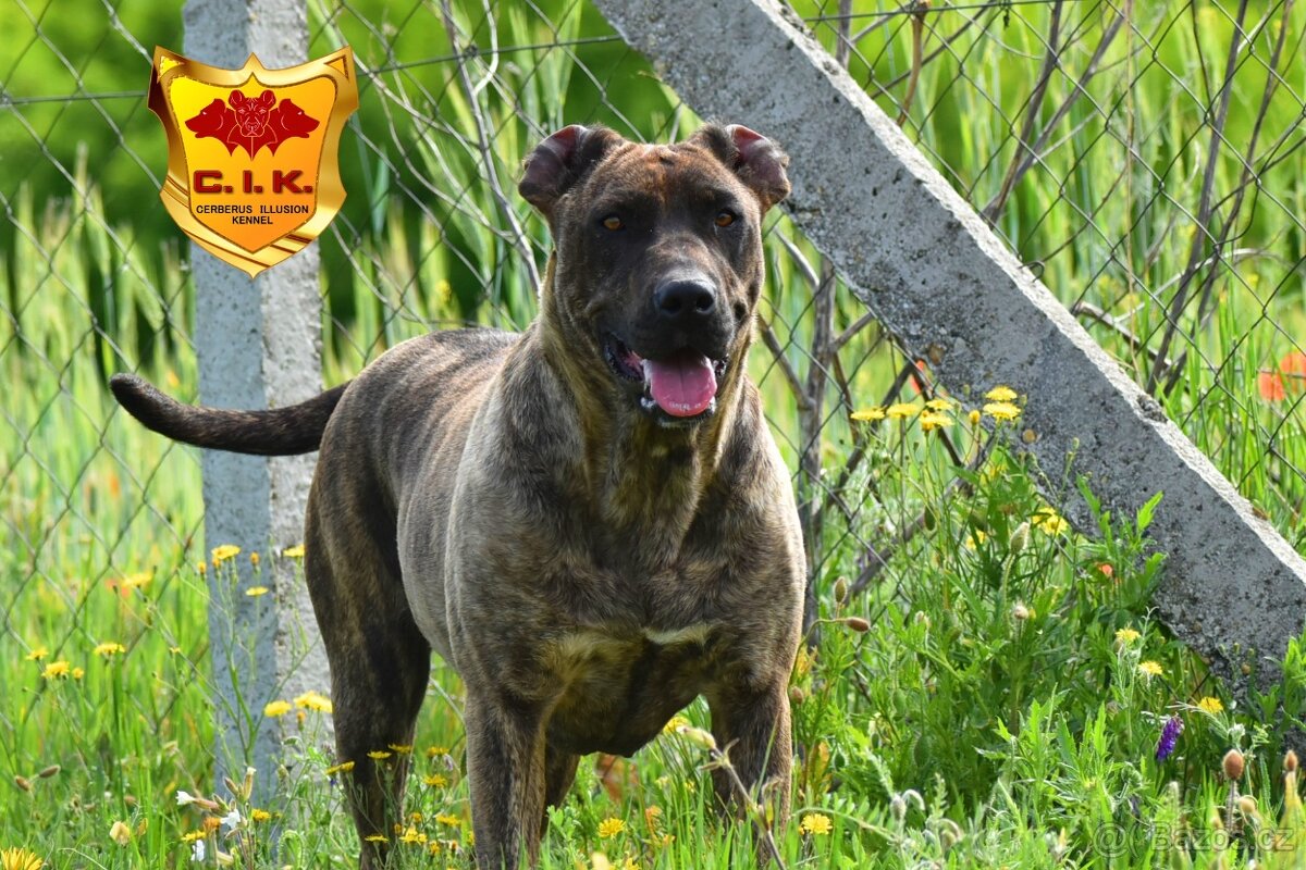 Uruguayský Cimarron - štěňátko s PP - 6