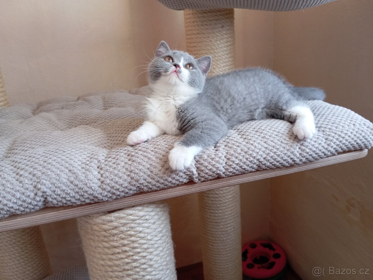 Britská modrá a Bikolor koťátka - 6