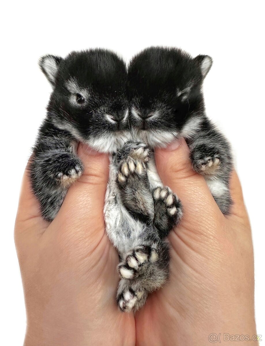 Zakrslý králík - 6