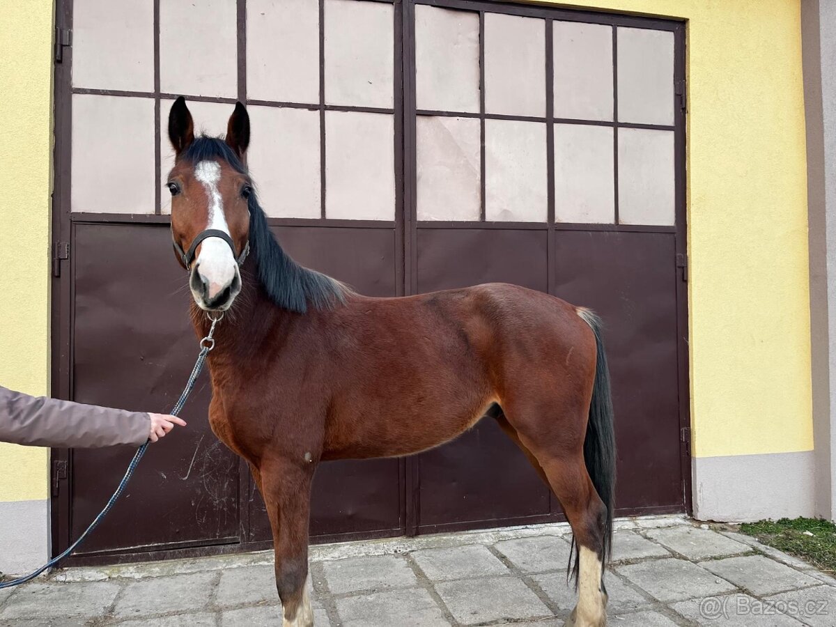 mladý valach po Chacoon Blue - 6